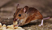 24 Hour & Emergency Exterminators in Brookings, SD